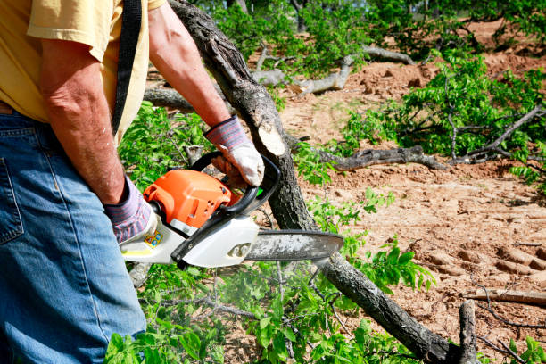 Best Tree Clearing Services  in Bedford, IA